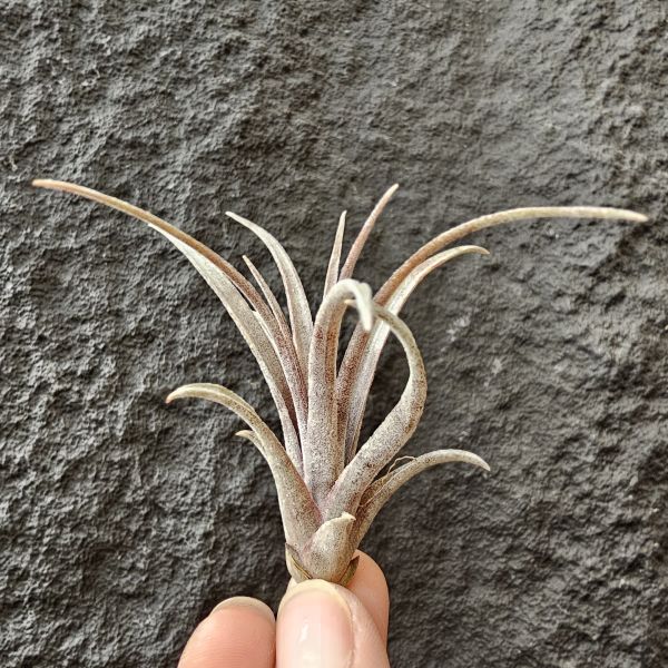 卡比他他-多明尼加×福果小精靈-全年可顯紅/Tillandsia timm outburst 