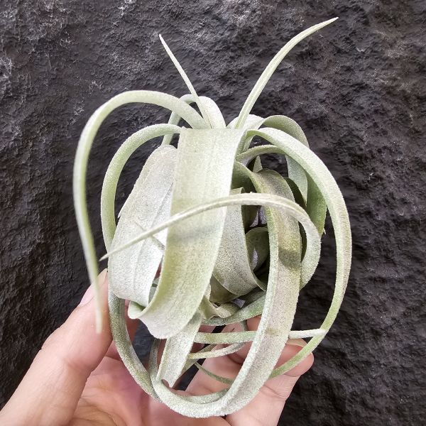 香檳×電捲-早期(尺寸不小)/Tillandsia chiapensis × streptophylla~相當銀白毛的質感 