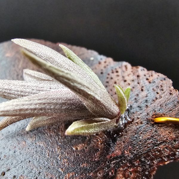 小海螺(尺寸大一些帶2芽)/Tillandsia Peiranoi Red~重油耐用"降真木"板材 
