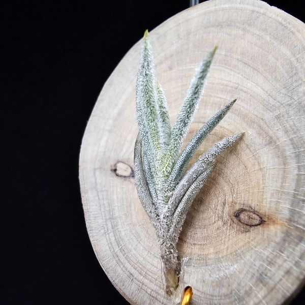 卡畢阿根廷/Tillandsia capillaris(Argentina) 