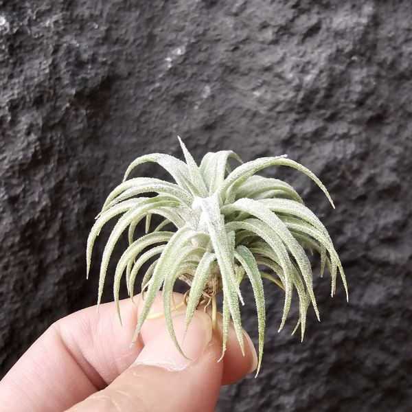 BC × 龍精靈/Tillandsia bea correale × ionantha Ron 