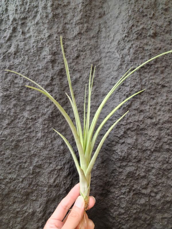 空可樂×柳葉/Tillandsia Concolor × Balbisiana 