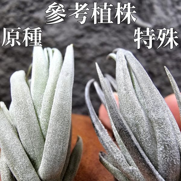 卡蜜拉(特殊極其稀有)/Tillandsia carminea from Heidelberg Botanic Gardens~市面上不會有的品項，帶金屬葉面質感，溫差會稍顯紫~ 