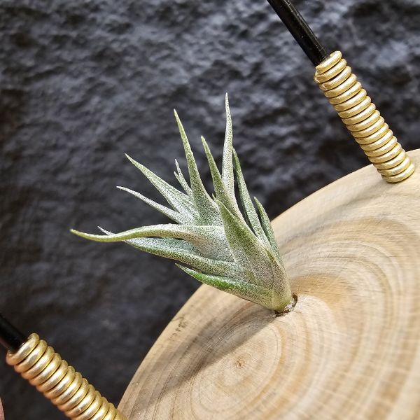 xip(RFI)×'Amazing'/Tillandsia xiphioides(RFI) × 'Amazing'~父本為“電捲燙×福果小精靈”圖四可參考~ 