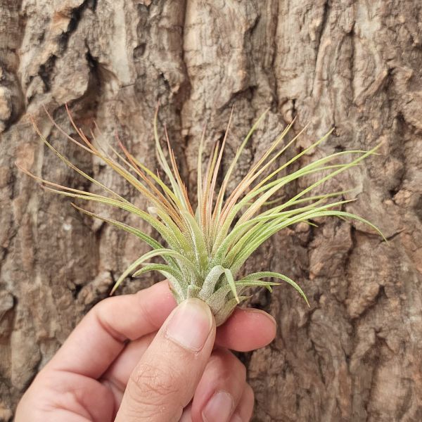 羅西塔小精靈×大白毛/Tillandsia Ionantha Rosita × Magnusiana 