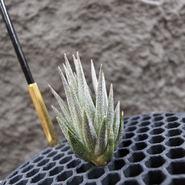 橙花媳婦×龍精靈/Tillandsia erici × ionantha Ron(TI)~From JoLi 