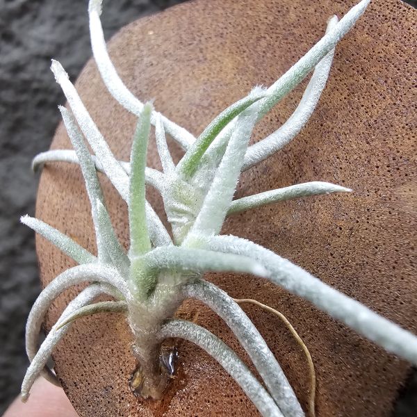 莫利斯(皆帶芽)/Tillandsia mollis~相當雪白的品種~已帶到非常強健好養的植株，以往剛進口並不好照顧。 