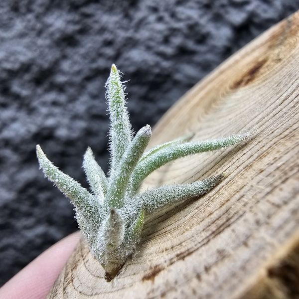 Tillandsia balsasensis(Europe)歐洲正確的巴爾薩斯，少見流通。 