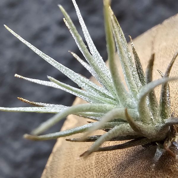 R燒 × 薄變紫花(稀少釋出)/Tillandsia roseifolia(正R燒)×Tillandsia gardneri var. rupicola (TF) 