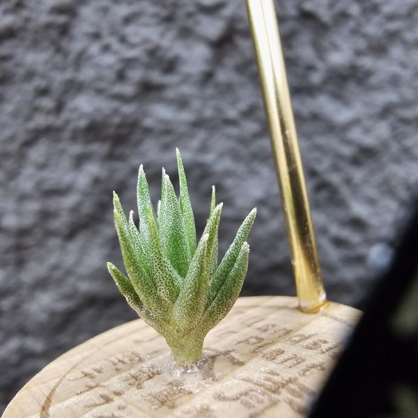 黃花媳婦(xip)×河豚/Tillandsia xiphioides var. lutea × ehlersiana 