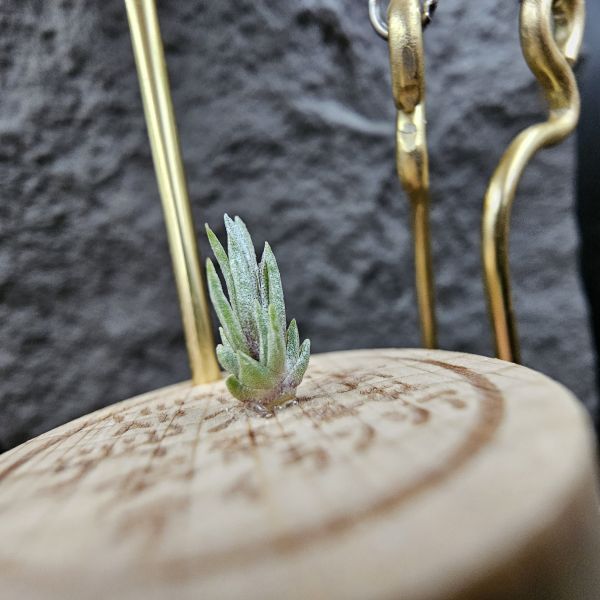 黏巴達 × 白天鵝(不挑株)/Tillandsia limbata × barfussii 