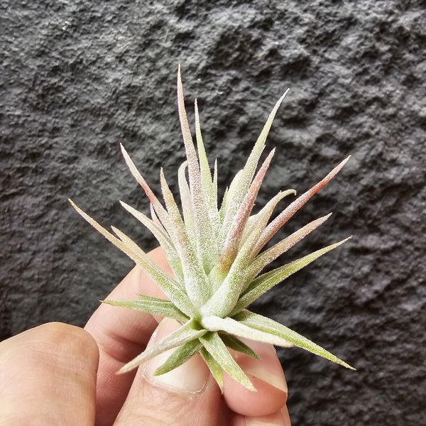 墨西哥小精靈×長莖/Tillandsia ionantha Mexico × ionantha v. van-hyningii 