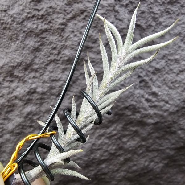Tillandsia capillaris(Europe)~帶一棵不小的芽 