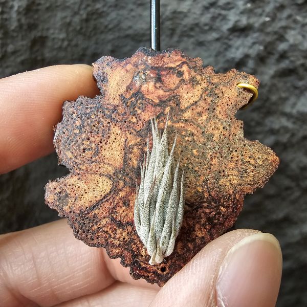 墨西哥SP.(品項優)/Tillandsia species(Mexico) 