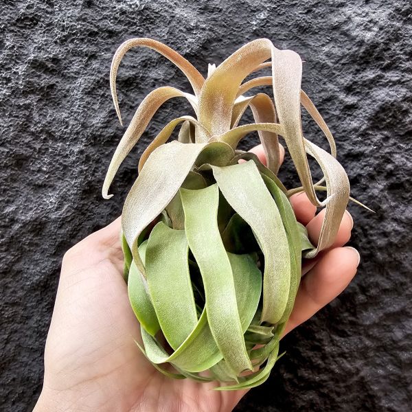 電捲燙-顯紅很美/Tillandsia Streptophylla 