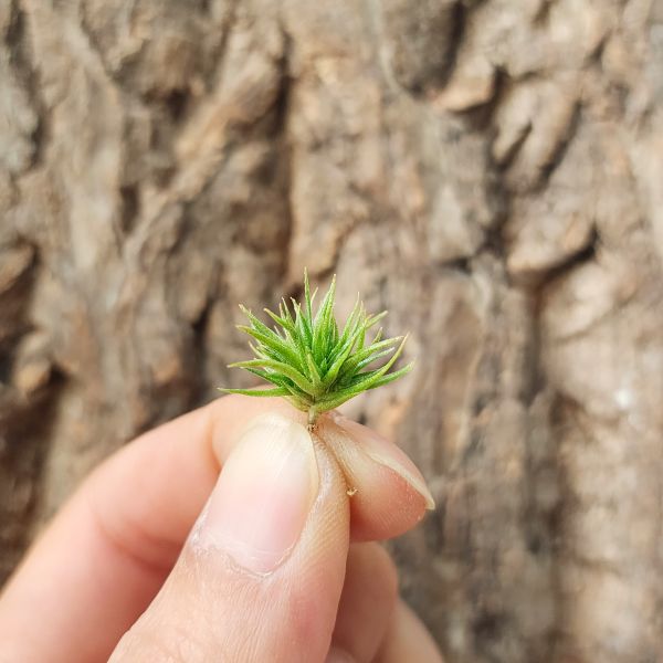 紫羅蘭-泰迪熊(小叢)/Tillandsia Aeranthos Teddy Bear 