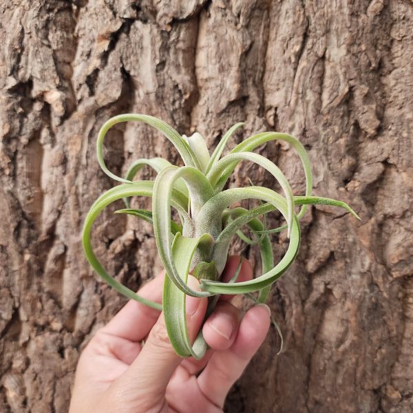電捲燙×花中花/Tillandsia streptophylla × intermedia 