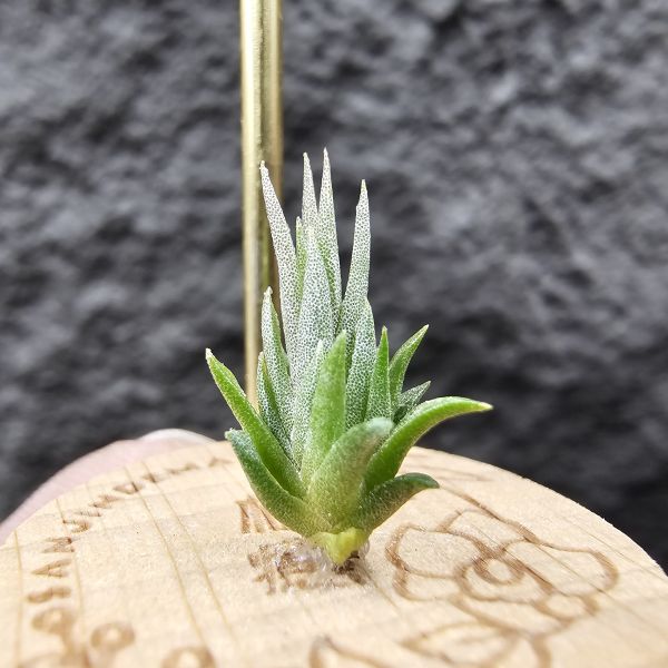 橙花媳婦 × 露西/Tillandsia erici × Luciille 900/1200/1500 