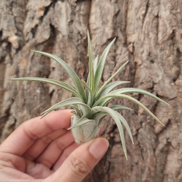 銀飾品-雨林/Tillandsia Silver Trinket 