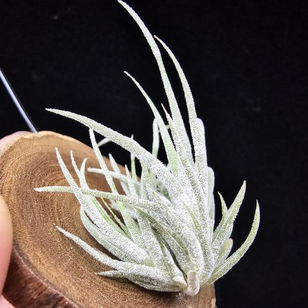 New~小矮人精靈×雞爪(精靈爪?)/Tillandsia ionantha Enano(Tropiflora) × glabrior~熱帶'小矮人精靈'與銀葉質感的'雞爪'交種，有點奇葩XD~叢生滿美、毛毛的~ 