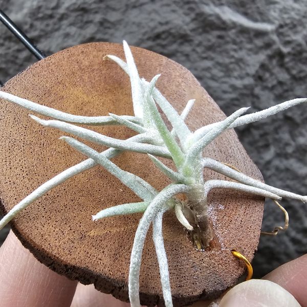 莫利斯(皆帶芽)/Tillandsia mollis~相當雪白的品種~已帶到非常強健好養的植株，以往剛進口並不好照顧。 