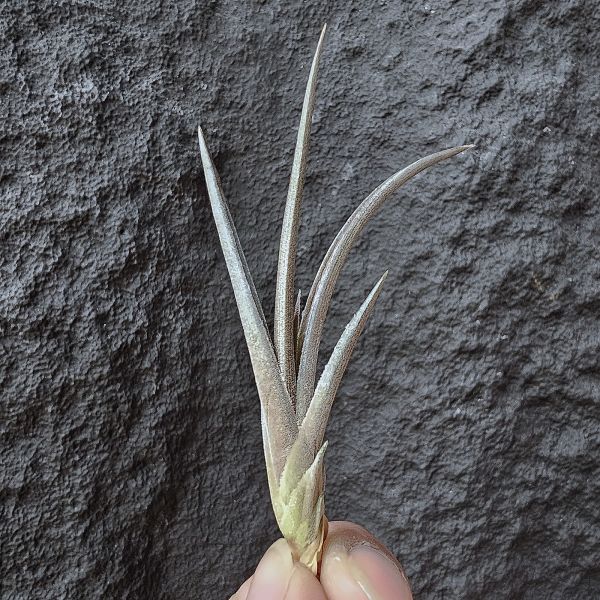 埃瑟里亞娜-長年顯色(巴拉圭原生小型種)/Tillandsia esseriana Rauh 