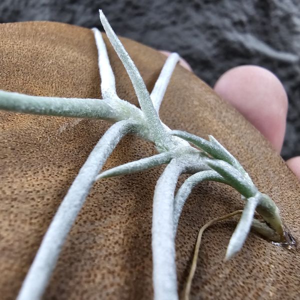 莫利斯(皆帶芽)/Tillandsia mollis~相當雪白的品種~已帶到非常強健好養的植株，以往剛進口並不好照顧。 