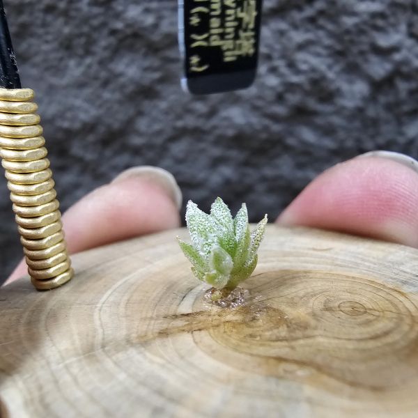 長莖小型 × 金字塔/Tillandsia ionantha v. vanhyningii Small Form × ionantha Pyramid 