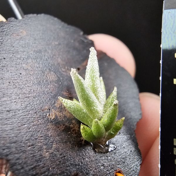 布雷爾利托西斯(S+尺寸)/Tillandsia brealitoensis~重油耐用"降真木"板材! 