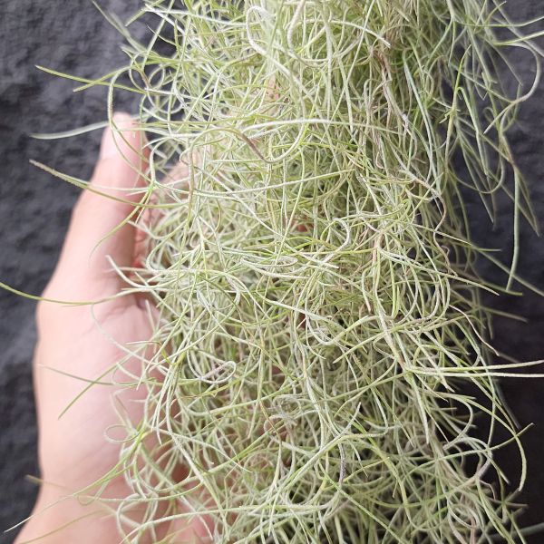 細葉松蘿/Tillandsia Usneoides super fine 