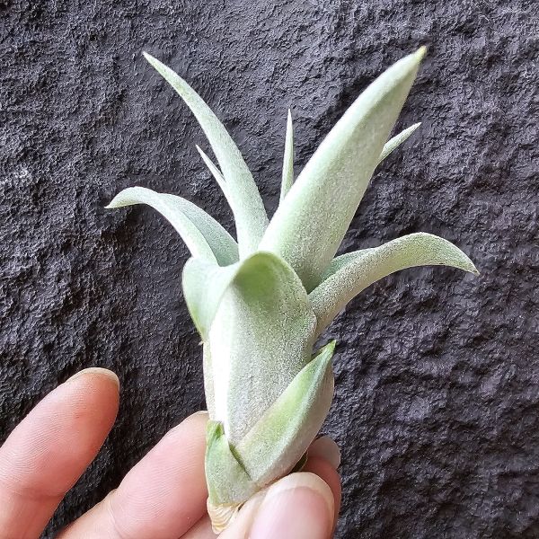 霸王鳳×墨西哥電捲(首輪芽)/Tillandsia xerographica × streptophllya Mexico #cyc380 