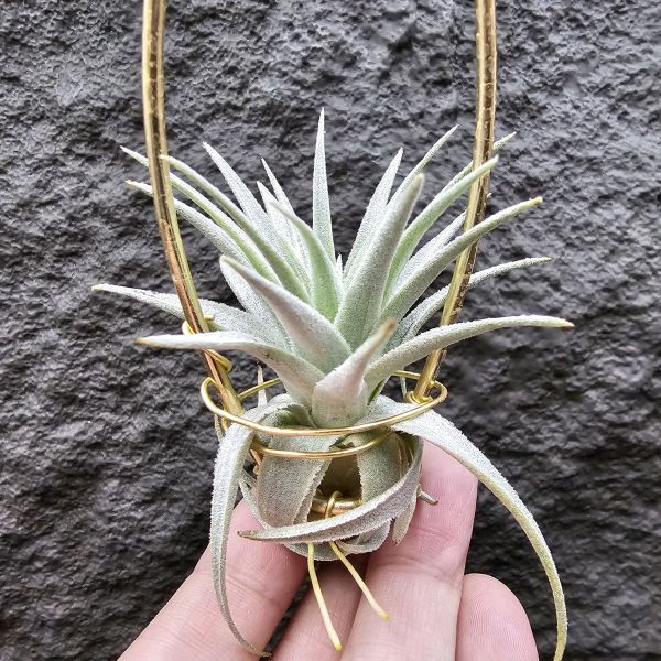 薄紗×多國/Tillandsia (gardneri × stricta)~從芽養到多葉尺寸，都需要時間~ 
