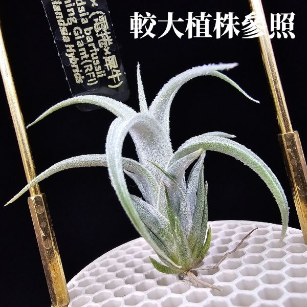 白天鵝×(電捲×犀牛)雨林/Tillandsia barfussii × Blushing Giant(RFI)~圖四較大植株參照！ 
