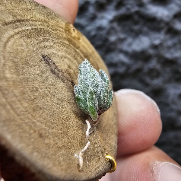 雪鵝×銀冰/Tillandsia SP. × Chiletensis 