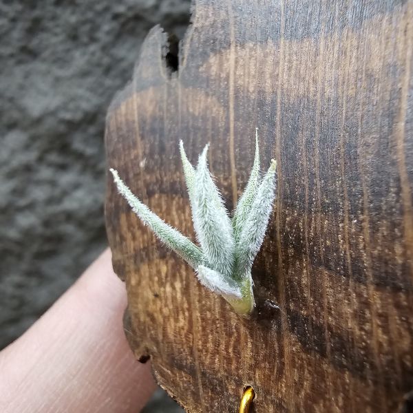 毛腸(小型)/Tillandsia Santiagoensis~較一般毛腸小型的個體，圖五參考母株 