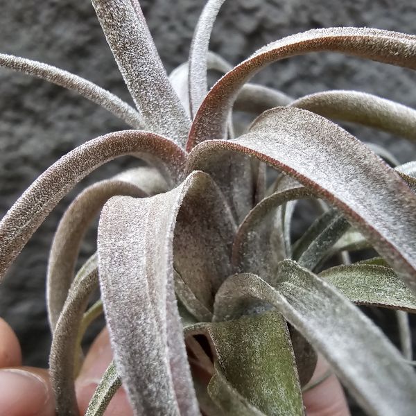 (滷肉×電捲)×BC/Tillandsia (novakii × streptophylla) × Bea Correale 