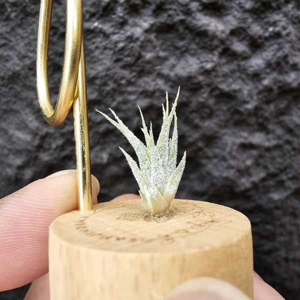 露西×斑馬小精靈(驢精)/Tillandsia Luciille × ionantha Mexican Zebra 