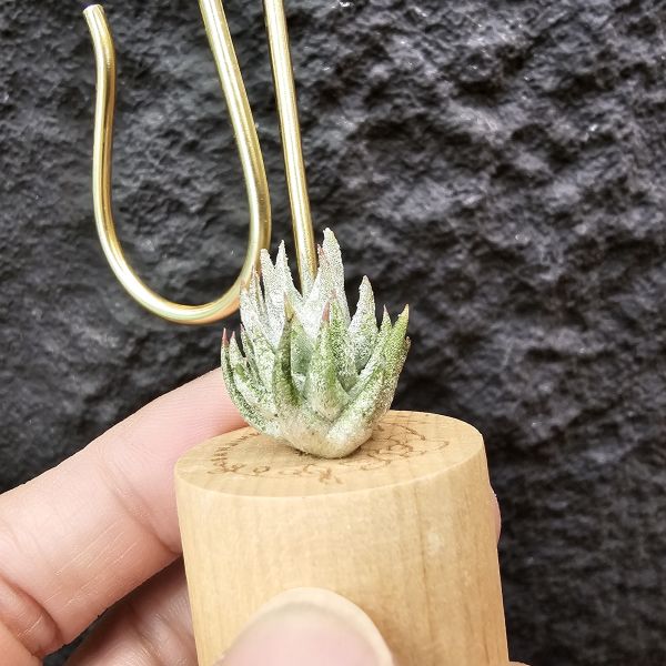 長莖萊恩/Tillandsia ionantha v. van-hyningii The cutest Ryan 