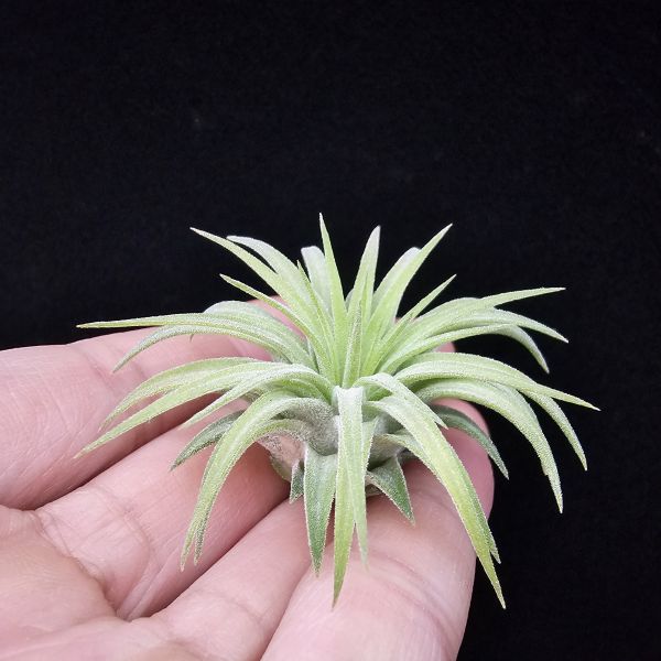 刺蝟小精靈(肥芽)/Tillandsia ionantha 'Hedgehog' 