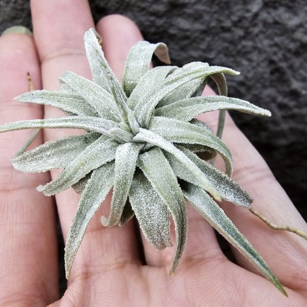 國際莫氏/Tillandsia mauryana(TI) 