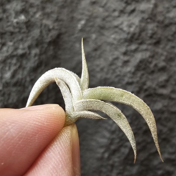 吉利minor(燕子)/Tillandsia gilliesii forma minor 