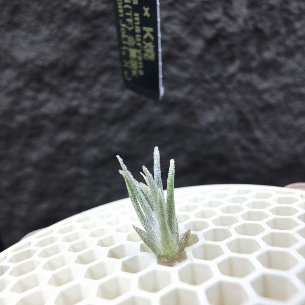 莫氏 × K燒/Tillandsia mauryana × kautskyi(TF) 金屬蛋K~莫氏交種相當不易成功，為JoLi手孵苗。 