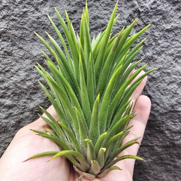 選拔小精靈/Tillandsia ionantha  select seedling 