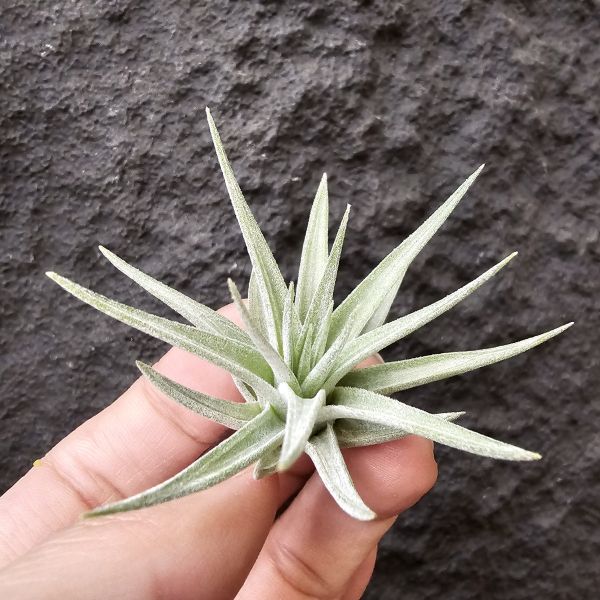 白翼/Tillandsia didisticha 