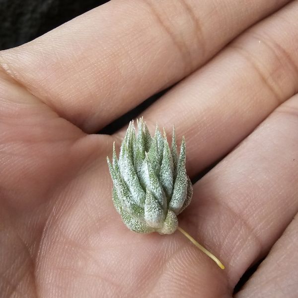 雨林AP小精靈/Tillandsia ionantha apretado(RFI) 