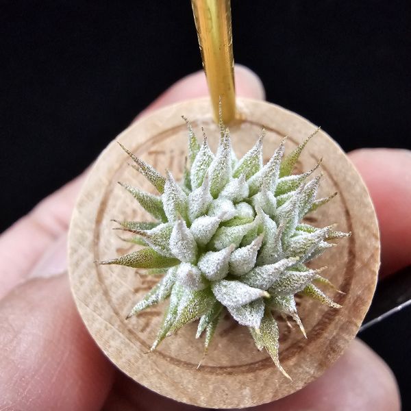 榛榛(中尺寸正要冒2芽)/Tillandsia ionantha haselnuss(RFI) × ionantha haselnuss(KK) 