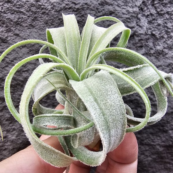 墨西哥電捲(早期毛感很好)這顆有點葉傷特價/Tillandsia streptophylla Mexico 