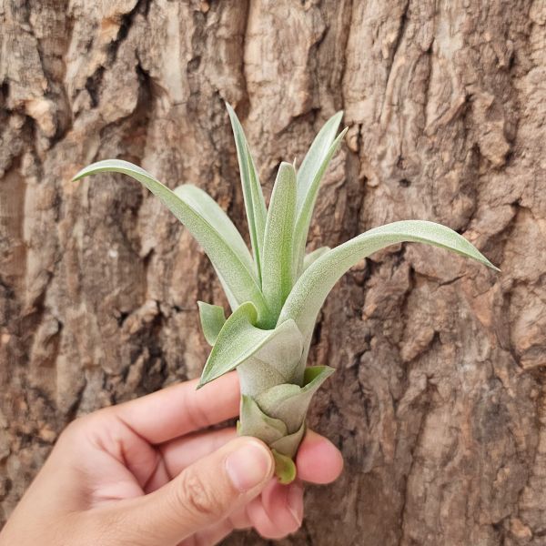 卡比他他-桃紅/Tillandsia Capitata Peach 