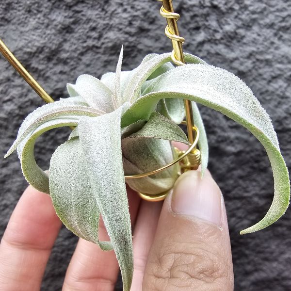 影月RR(幾乎完美)/Tillandsia Regal Rene(streptophylla Belize  × chiapensis) 