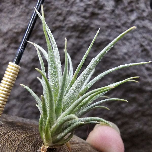 (薄紗×多國)×薄變/Tillandsia(gardneri × stricta) × gardneri var. rupicola(TI) 